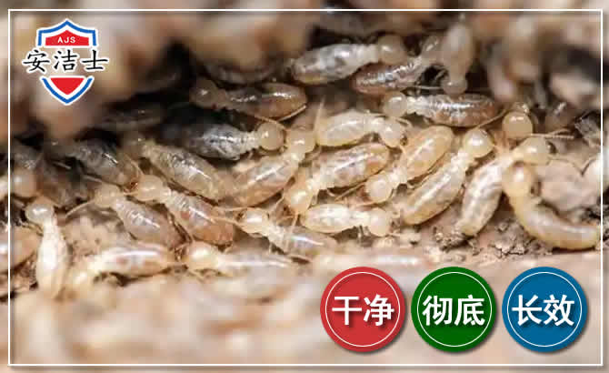 白沙白蚁防治