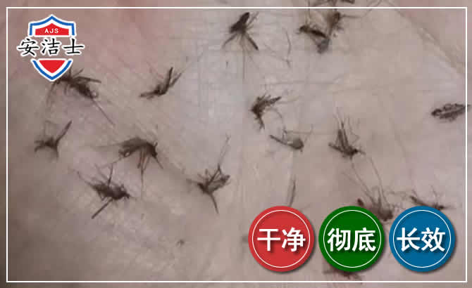 白沙蚊子防治-灭蚊