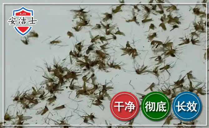 白沙苍蝇防治-灭蝇