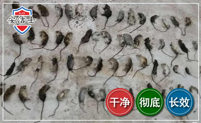 白沙鼠害防治-灭鼠