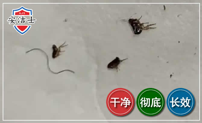 白沙跳蚤防治-灭跳蚤