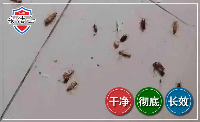 白沙蟑螂防治-灭蟑螂