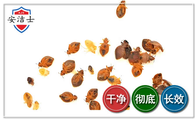 白沙臭虫防治-消灭臭虫